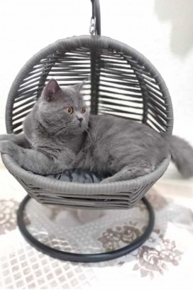 Houpačka pro kočky FROSHI GREY